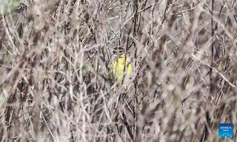 A yellow-breasted bunting is pictured in Dongzhaigang National Nature Reserve, south China's Hainan Province, Jan. 1, 2023. The yellow-breasted buntings, listed as a bird species under national first-class protection, were spotted in the nature reserve during a recent bird monitoring survey. It was the largest population of yellow-breasted bunting ever recorded in Haikou City. (Xinhua/Zhang Liyun)