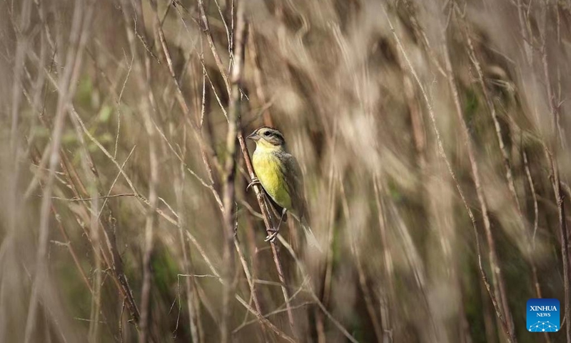 A yellow-breasted bunting is pictured in Dongzhaigang National Nature Reserve, south China's Hainan Province, Dec. 16, 2022. The yellow-breasted buntings, listed as a bird species under national first-class protection, were spotted in the nature reserve during a recent bird monitoring survey. It was the largest population of yellow-breasted bunting ever recorded in Haikou City. (Photo by Feng Erhui/Xinhua)