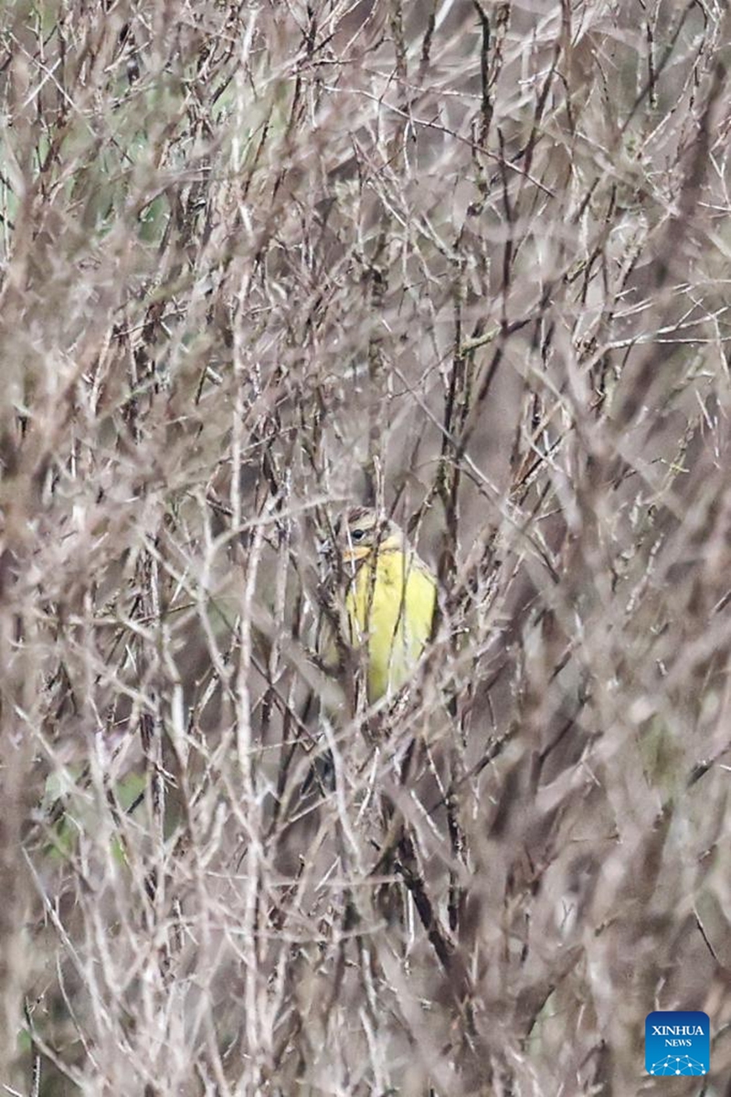 A yellow-breasted bunting is pictured in Dongzhaigang National Nature Reserve, south China's Hainan Province, Jan. 1, 2023. The yellow-breasted buntings, listed as a bird species under national first-class protection, were spotted in the nature reserve during a recent bird monitoring survey. It was the largest population of yellow-breasted bunting ever recorded in Haikou City. (Xinhua/Zhang Liyun)