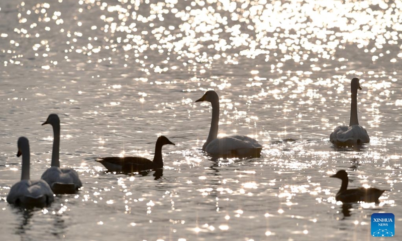 Wintering swans are seen at a wetland in Dachuan Town of Lanzhou, northwest China's Gansu Province, Jan. 2, 2023. Lanzhou has created more improved habitats for migratory birds in recent years thanks to continuous ecological efforts along the Yellow River. (Xinhua/Chen Bin)