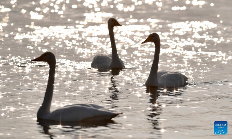 Wintering swans are seen at a wetland in Dachuan Town of Lanzhou, northwest China's Gansu Province, Jan. 2, 2023. Lanzhou has created more improved habitats for migratory birds in recent years thanks to continuous ecological efforts along the Yellow River. (Xinhua/Chen Bin)