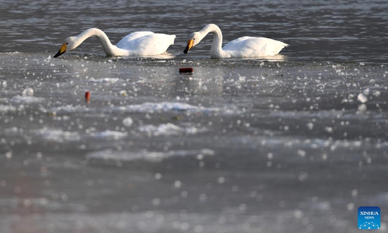 Wintering swans forage at a wetland in Dachuan Town of Lanzhou, northwest China's Gansu Province, Jan. 2, 2023. Lanzhou has created more improved habitats for migratory birds in recent years thanks to continuous ecological efforts along the Yellow River. (Xinhua/Chen Bin)