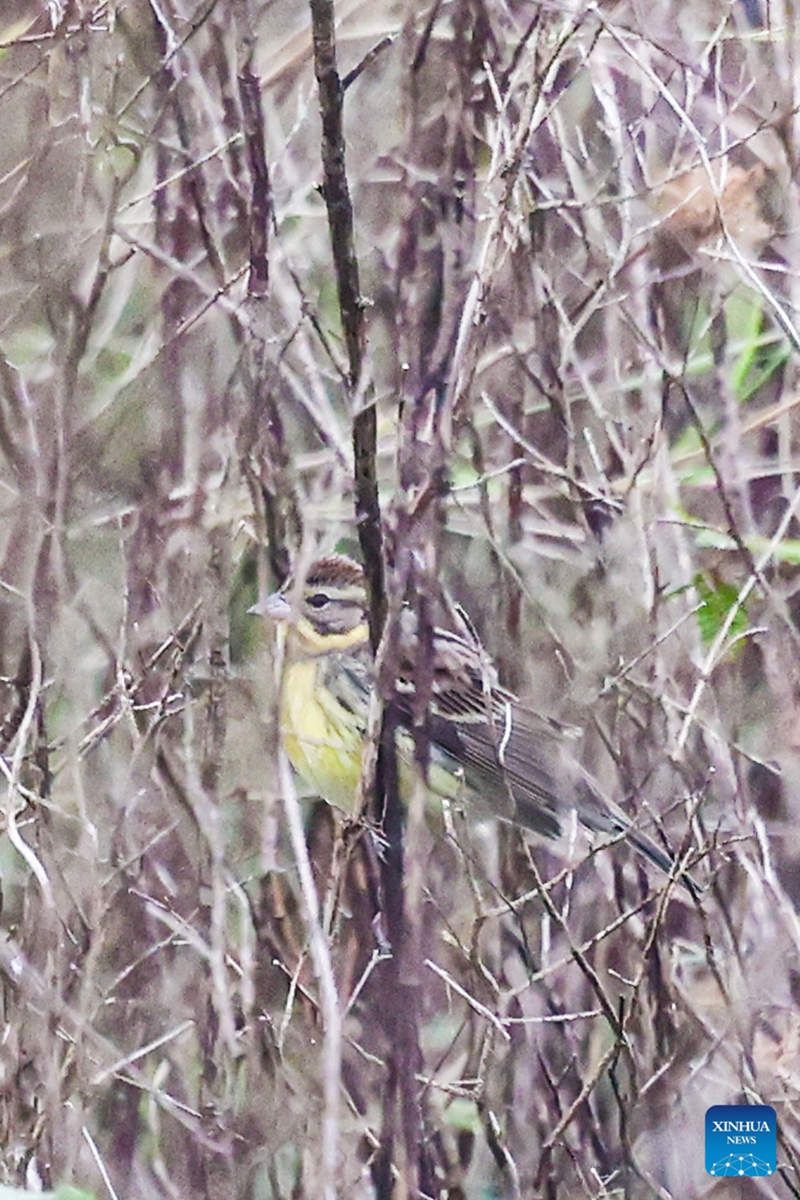 A yellow-breasted bunting is pictured in Dongzhaigang National Nature Reserve, south China's Hainan Province, Jan. 1, 2023. The yellow-breasted buntings, listed as a bird species under national first-class protection, were spotted in the nature reserve during a recent bird monitoring survey. It was the largest population of yellow-breasted bunting ever recorded in Haikou City. (Xinhua/Zhang Liyun)