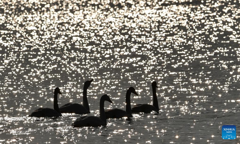 Wintering swans are seen at a wetland in Dachuan Town of Lanzhou, northwest China's Gansu Province, Jan. 2, 2023. Lanzhou has created more improved habitats for migratory birds in recent years thanks to continuous ecological efforts along the Yellow River. (Xinhua/Chen Bin)