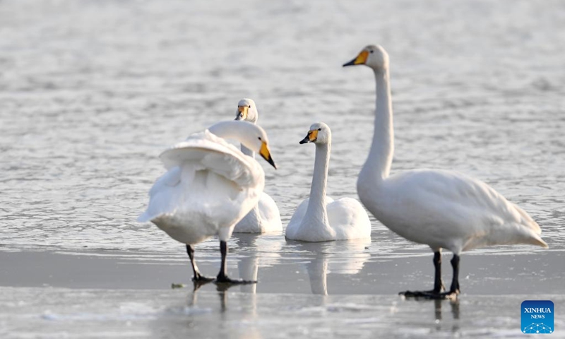 Wintering swans are seen at a wetland in Dachuan Town of Lanzhou, northwest China's Gansu Province, Jan. 2, 2023. Lanzhou has created more improved habitats for migratory birds in recent years thanks to continuous ecological efforts along the Yellow River. (Xinhua/Chen Bin)