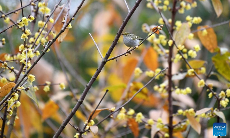 A bird perches on a branch of wintersweet in Renhuai, southwest China's Guizhou Province, Jan. 5, 2023. The traditional Chinese lunar calendar divides the year into 24 solar terms. Xiaohan, or Slight Cold, is the 23rd solar term, which falls on Jan. 5 this year.(Photo: Xinhua)