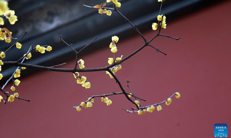 Wintersweet flowers are pictured at the scenic spot of the imperial Xiaoling Mausoleum in Nanjing, capital of east China's Jiangsu Province, Jan. 5, 2023. The traditional Chinese lunar calendar divides the year into 24 solar terms. Xiaohan, or Slight Cold, is the 23rd solar term, which falls on Jan. 5 this year.(Photo: Xinhua)