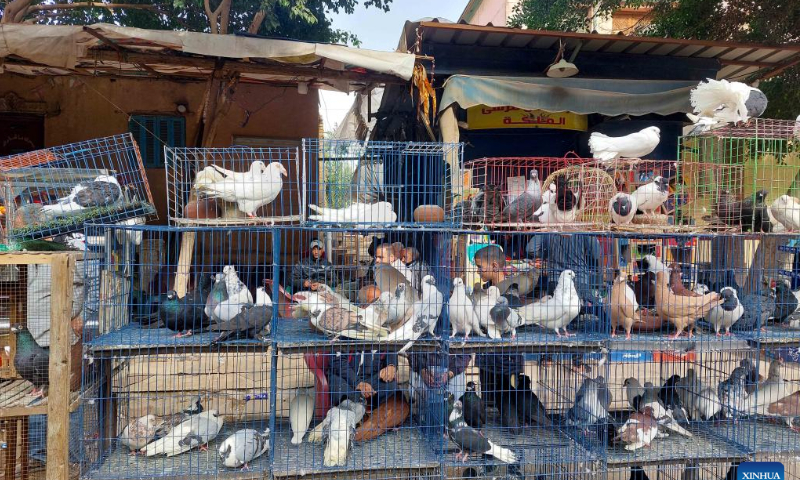 This Photo taken on Jan. 27, 2023 shows pigeons for sale at a market in Cairo, Egypt. Photo: Xinhua