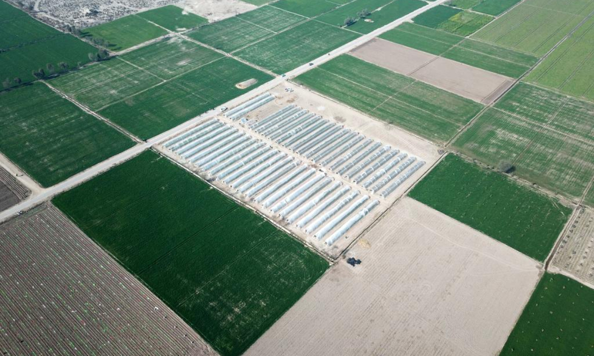 This aerial photo taken on Jan 16, 2023 shows a chili nursery of the Pakistan-China red chili project in Multan, Pakistan. Photo:Xinhua