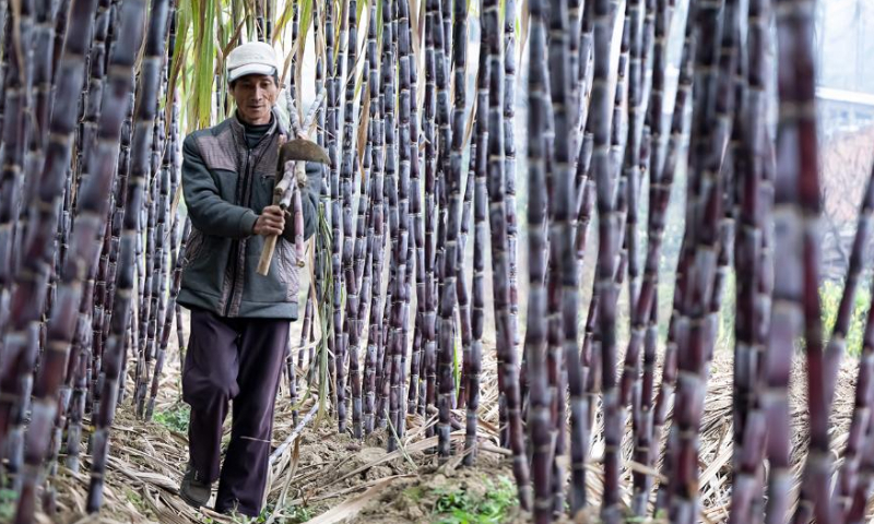 A villager takes care of sugar cane in Duanqiao Town of Guanling Buyi and Miao Autonomous County, southwest China's Guizhou Province, Feb. 18, 2023. Yushui (Rain Water), the second of China's 24 solar terms, falls on Feb. 19 in the year 2023. The arrival of Yushui will see rises in temperature, more frequent rainfall, and a wave of spring farming activities across China. Photo: Xinhua