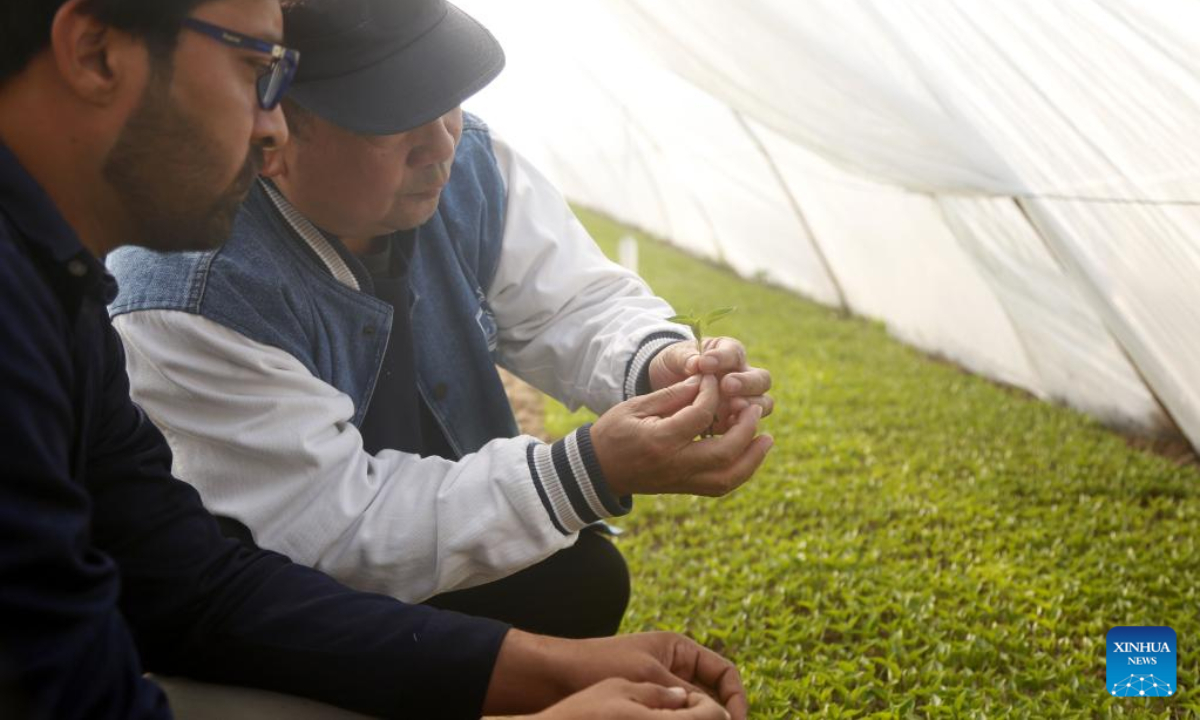 Zhao Jianhua (R) , a Chinese agronomist, guides Pakistani technician Muhammad Sajjad to examine the saplings in a greenhouse of the Pakistan-China red chili project in Multan, Pakistan, Jan 16, 2023. Photo:Xinhua