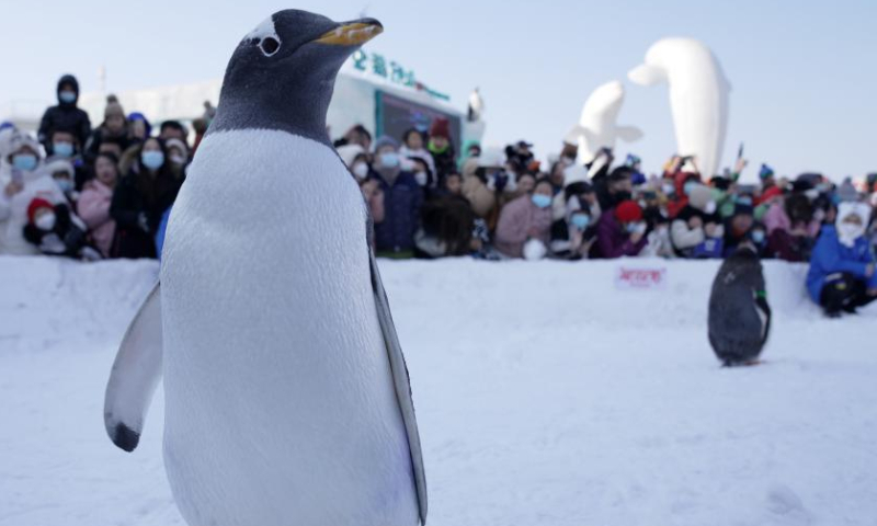 Penguins are seen at Harbin Polarland in Harbin, capital of northeast China's Heilongjiang Province, Feb. 12, 2023. Penguins have drawn great attention at Harbin Polarland during the city's best season for ice and snow tourism. Photo: Xinhua