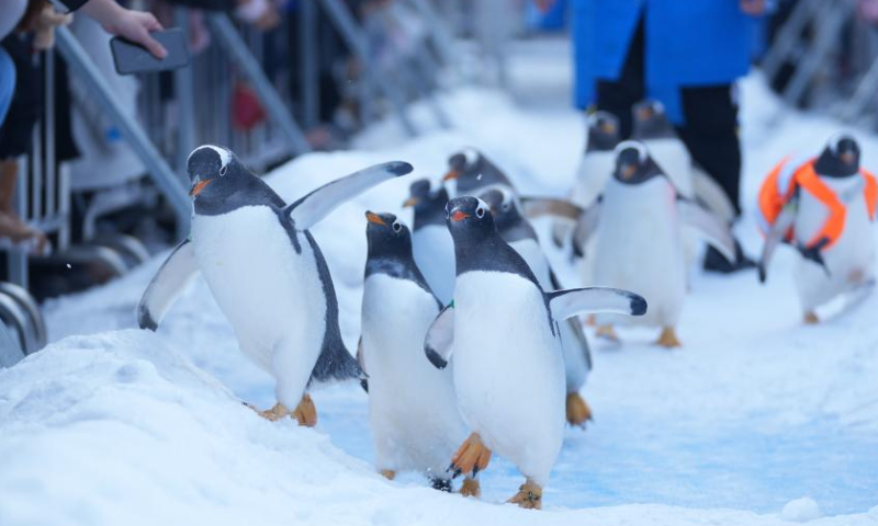 Penguins are seen at Harbin Polarland in Harbin, capital of northeast China's Heilongjiang Province, Feb. 12, 2023. Penguins have drawn great attention at Harbin Polarland during the city's best season for ice and snow tourism. Photo: Xinhua