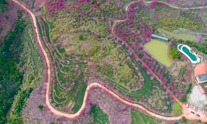 This aerial photo taken on Feb. 12, 2023 shows cherry blossoms at a scenic area in Nanjing County, southeast China's Fujian Province. Photo: Xinhua