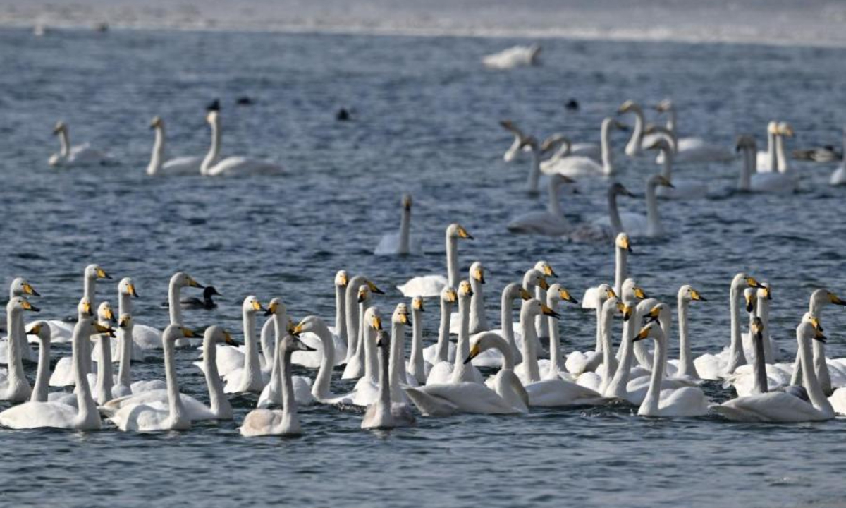 Swans play and rest on the Peacock River in Korla city, Northwest China's Xinjiang Uyghur Autonomous Region, Feb 2, 2023. Photo: China News Service 