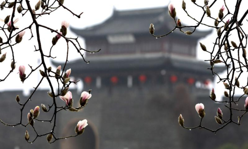 This photo taken on Feb. 11, 2023 shows magnolia flowers amid spring rain in front of an ancient city wall in Suzhou, east China's Jiangsu Province. Photo: Xinhua