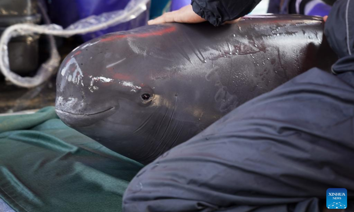 A researcher comforts a finless porpoise during its physical examination in Songmenshan area of Poyang Lake in east China's Jiangxi Province, Feb 15, 2023. Photo:Xinhua