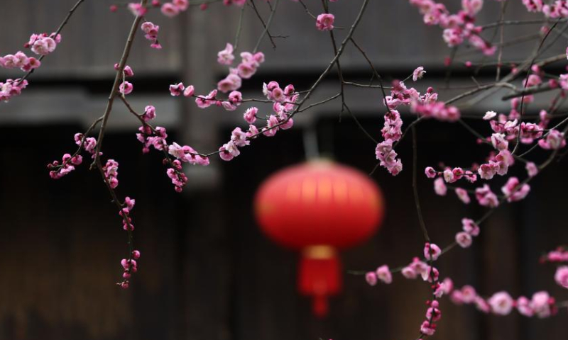 This photo taken on Feb. 12, 2023 shows plum blossoms in Zhuoshui ancient town in Qianjiang District, southwest China's Chongqing. Photo: Xinhua