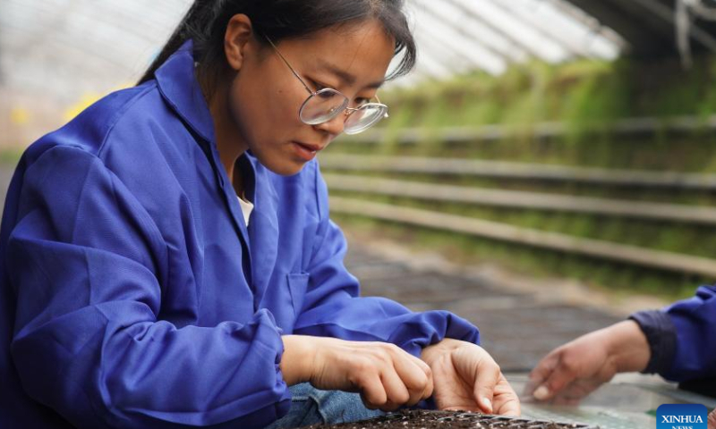 Zhang Shasha sows at a seedlings greenhouse in Suning County, north China's Hebei Province, Feb. 17, 2023. 33-year-old Zhang Shasha runs a specialized cooperative for vegetables based in Suning County, her hometown. She started this vegetables business together with her husband in 2015. Photo: Xinhua