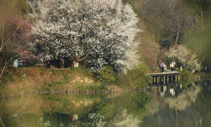 Tourists enjoy plum blossoms by boat in the Xixi National Wetland Park in Hangzhou, east China's Zhejiang Province, on Feb. 18, 2023. As temperatures rise, more than 20,000 plum trees are in full bloom in the Xixi National Wetland Park, attracting crowds of tourists. Photo: Xinhua