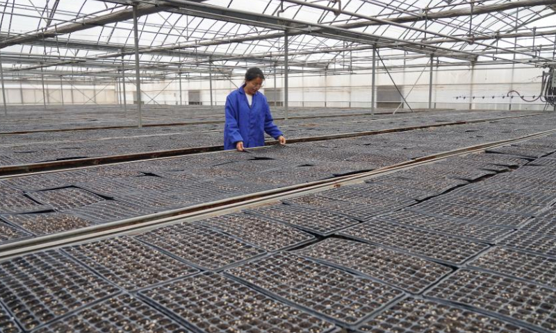 Zhang Shasha checks on seedling growth at a greenhouse in Suning County, north China's Hebei Province, Feb. 17, 2023. 33-year-old Zhang Shasha runs a specialized cooperative for vegetables based in Suning County, her hometown. She started this vegetables business together with her husband in 2015. Photo: Xinhua