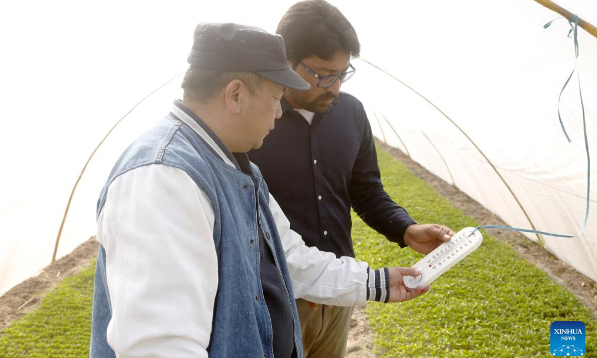 Zhao Jianhua (L), a Chinese agronomist, guides Pakistani technician Muhammad Sajjad in a greenhouse of the Pakistan-China red chili project in Multan, Pakistan, Jan 16, 2023. Photo:Xinhua