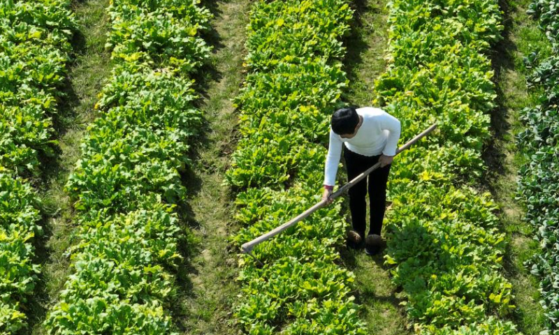 This aerial photo taken on Feb. 18, 2023 shows a villager working in a field in Xiaoshan Village of Liangnong Town, Yuyao City, east China's Zhejiang Province. Yushui (Rain Water), the second of China's 24 solar terms, falls on Feb. 19 in the year 2023. The arrival of Yushui will see rises in temperature, more frequent rainfall, and a wave of spring farming activities across China. Photo: Xinhua