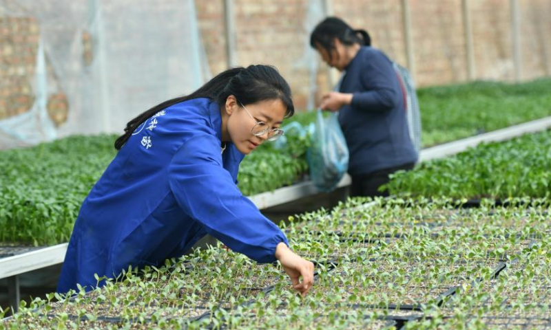 Zhang Shasha (L) checks on seedling growth at a greenhouse in Suning County, north China's Hebei Province, Feb. 17, 2023. 33-year-old Zhang Shasha runs a specialized cooperative for vegetables based in Suning County, her hometown. She started this vegetables business together with her husband in 2015. Photo: Xinhua