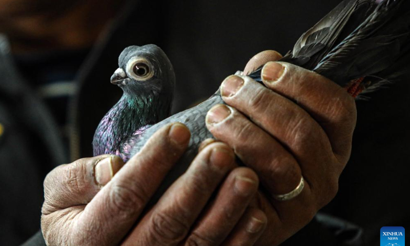 A pigeon fancier holds a pigeon on top of a building in Cairo, Egypt, Jan. 29, 2023.  Photo: Xinhua