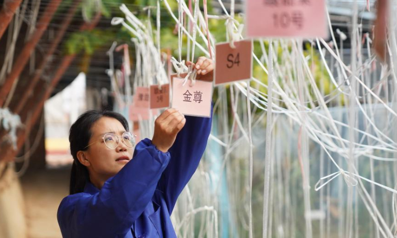 Zhang Shasha arranges labels for vegetables at a trial planting greenhouse in Suning County, north China's Hebei Province, Feb. 17, 2023. 33-year-old Zhang Shasha runs a specialized cooperative for vegetables based in Suning County, her hometown. She started this vegetables business together with her husband in 2015. Photo: Xinhua