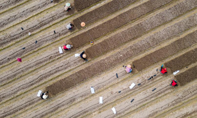 This aerial photo taken on Feb. 18, 2023 shows farmers working in a field in Sumeng Town of Jinhua City, east China's Zhejiang Province. Yushui (Rain Water), the second of China's 24 solar terms, falls on Feb. 19 in the year 2023. The arrival of Yushui will see rises in temperature, more frequent rainfall, and a wave of spring farming activities across China. Photo: Xinhua