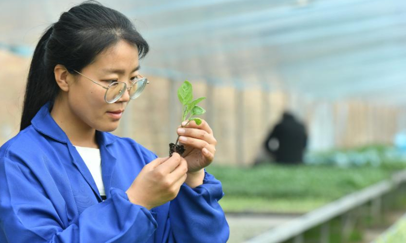 Zhang Shasha checks on seedling growth at a greenhouse in Suning County, north China's Hebei Province, Feb. 17, 2023. 33-year-old Zhang Shasha runs a specialized cooperative for vegetables based in Suning County, her hometown. She started this vegetables business together with her husband in 2015. Photo: Xinhua