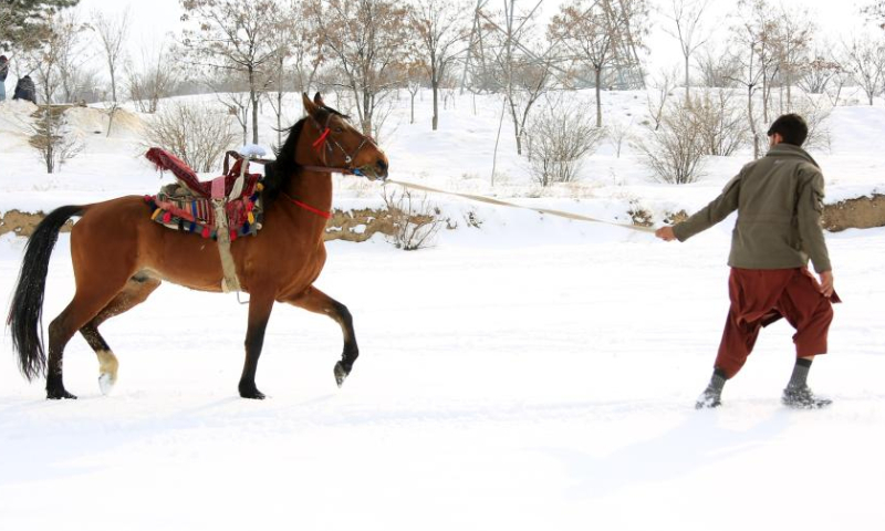 A man leads a horse in snow in Kabul, Afghanistan, Jan. 23, 2023. Afghan capital was blanketed in snow on Monday. (Photo by Saifurahman Safi/Xinhua)