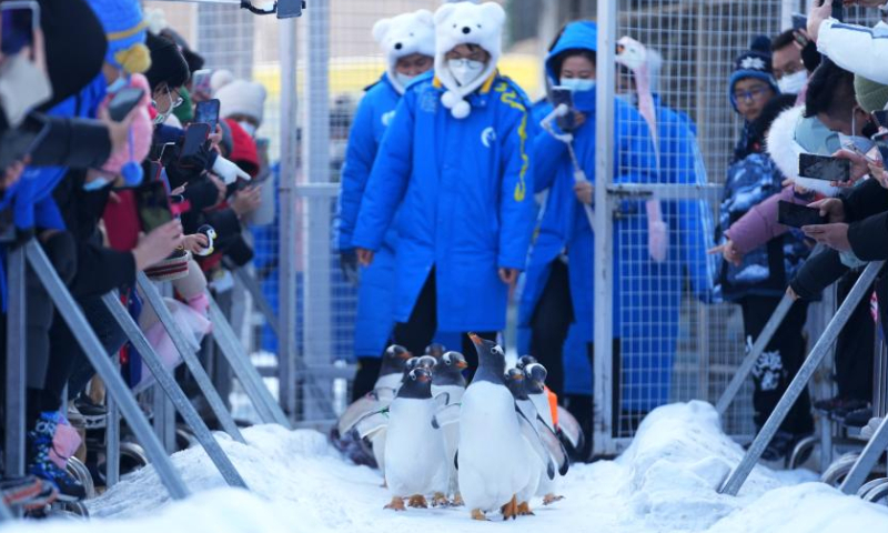 Penguins are seen at Harbin Polarland in Harbin, capital of northeast China's Heilongjiang Province, Feb. 12, 2023. Penguins have drawn great attention at Harbin Polarland during the city's best season for ice and snow tourism. Photo: Xinhua