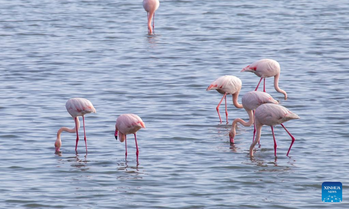 Flamingos are seen in Larnaca Salt Lake, Cyprus, Jan 6, 2023. Photo:Xinhua