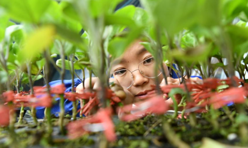 Zhang Shasha checks on seedling growth at a greenhouse in Suning County, north China's Hebei Province, Feb. 17, 2023. 33-year-old Zhang Shasha runs a specialized cooperative for vegetables based in Suning County, her hometown. She started this vegetables business together with her husband in 2015. Photo: Xinhua