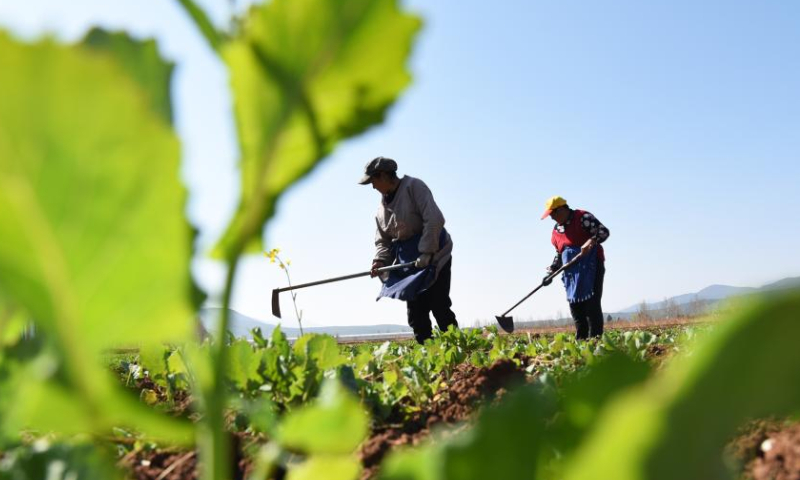 Farmers work in a field in Gucheng District of Lijiang, southwest China's Yunnan Province, Feb. 18, 2023. Yushui (Rain Water), the second of China's 24 solar terms, falls on Feb. 19 in the year 2023. The arrival of Yushui will see rises in temperature, more frequent rainfall, and a wave of spring farming activities across China. Photo: Xinhua