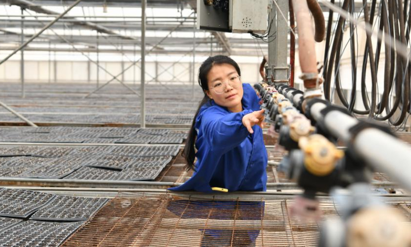 Zhang Shasha checks on the sprinkler irrigation system at a seedlings greenhouse in Suning County, north China's Hebei Province, Feb. 17, 2023. 33-year-old Zhang Shasha runs a specialized cooperative for vegetables based in Suning County, her hometown. She started this vegetables business together with her husband in 2015. Photo: Xinhua