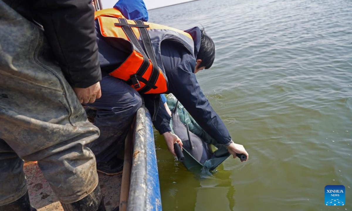 A staff member releases a finless porpoise which is unqualified for transferring in Songmenshan area of Poyang Lake in east China's Jiangxi Province, Feb 15, 2023. Photo:Xinhua