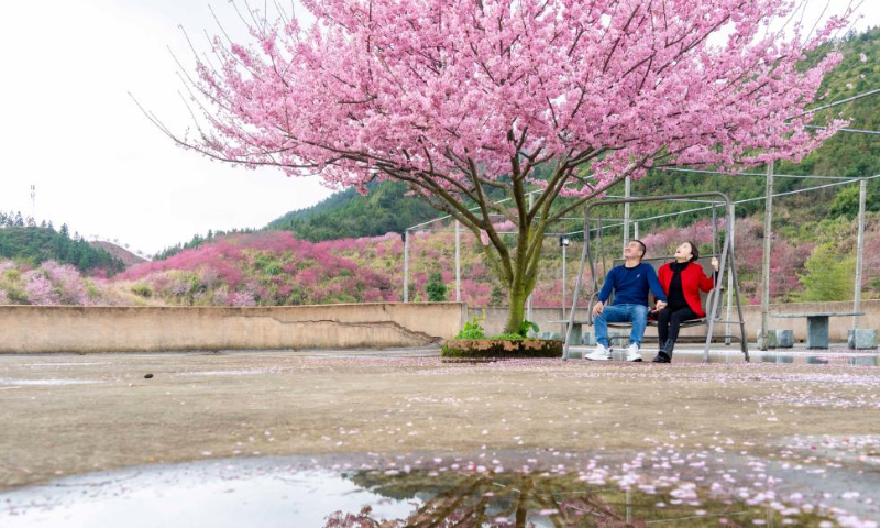 Tourists enjoy cherry blossoms at a scenic area in Nanjing County, southeast China's Fujian Province, Feb. 12, 2023. Photo: Xinhua