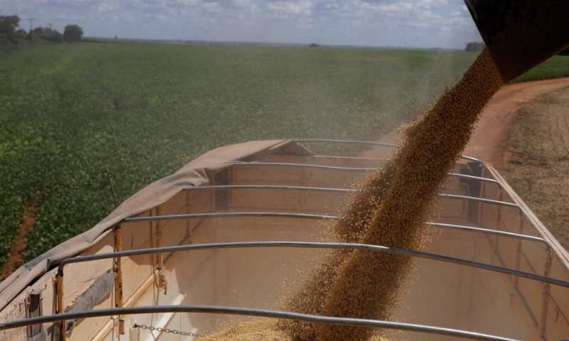 A farming machine harvests soybeans at the Nativa farm near Brasilia, Brazil, Feb. 11, 2023. Photo: Xinhua