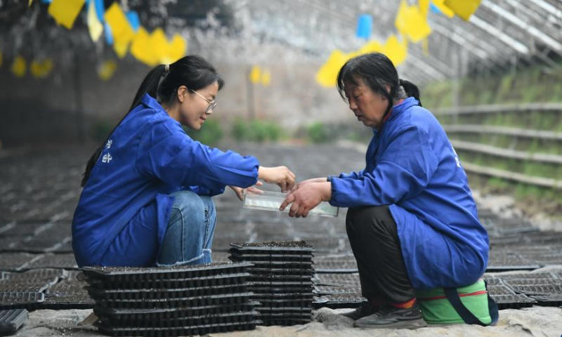 Zhang Shasha (L) sows at a seedlings greenhouse in Suning County, north China's Hebei Province, Feb. 17, 2023. 33-year-old Zhang Shasha runs a specialized cooperative for vegetables based in Suning County, her hometown. She started this vegetables business together with her husband in 2015. Photo: Xinhua