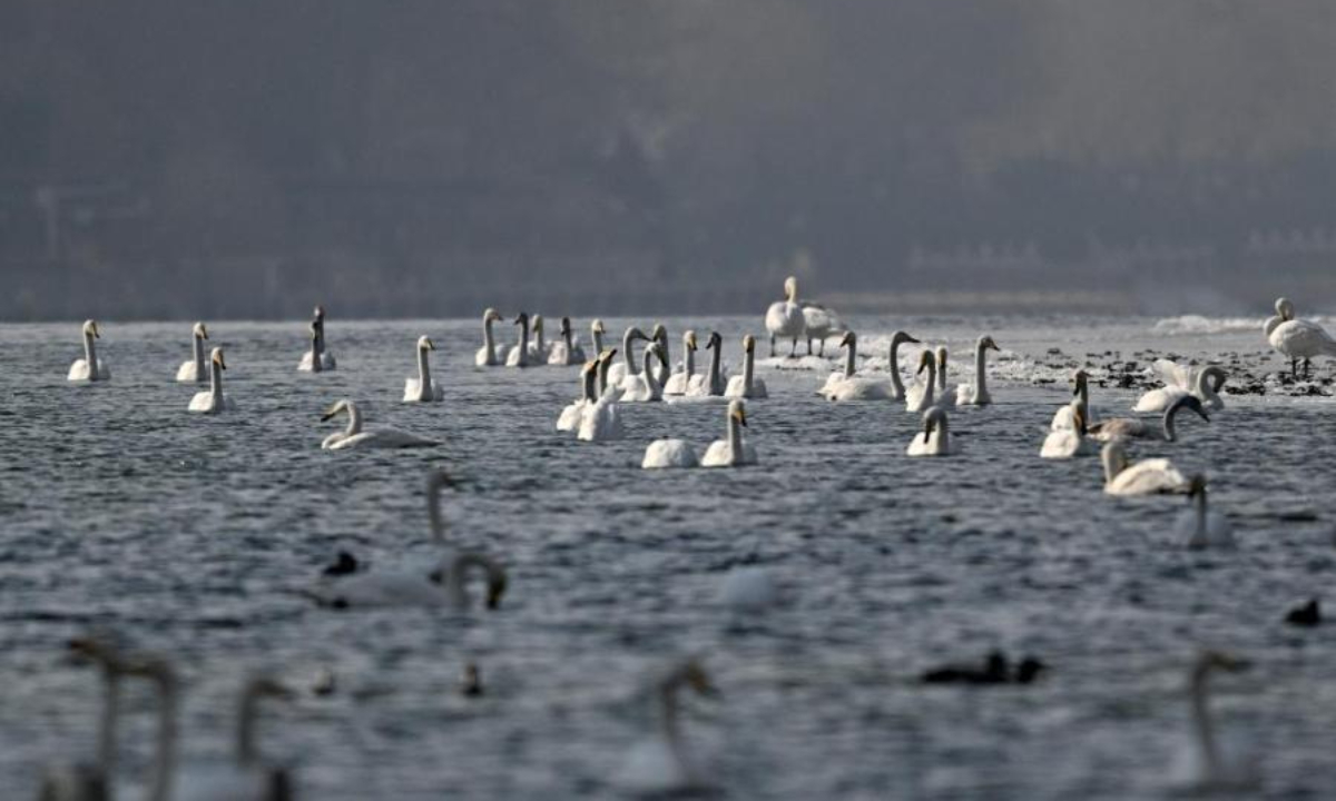 Swans play and rest on the Peacock River in Korla city, Northwest China's Xinjiang Uyghur Autonomous Region, Feb 2, 2023. Photo: China News Service 