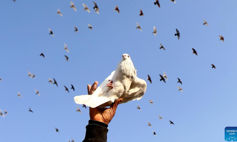 A pigeon fancier flies a pigeon on top of a building in Cairo, Egypt, Jan. 29, 2023. Photo: Xinhua