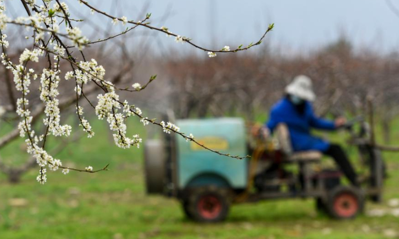 A farmer works in a farm in Daoxian County of Yongzhou, central China's Hunan Province, Feb. 18, 2023. Yushui (Rain Water), the second of China's 24 solar terms, falls on Feb. 19 in the year 2023. The arrival of Yushui will see rises in temperature, more frequent rainfall, and a wave of spring farming activities across China. Photo: Xinhua