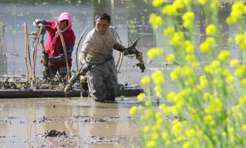 Farmers plant lotus roots in Qilin District of Qujing City, southwest China's Yunnan Province, Feb. 18, 2023. Yushui (Rain Water), the second of China's 24 solar terms, falls on Feb. 19 in the year 2023. The arrival of Yushui will see rises in temperature, more frequent rainfall, and a wave of spring farming activities across China. Photo: Xinhua