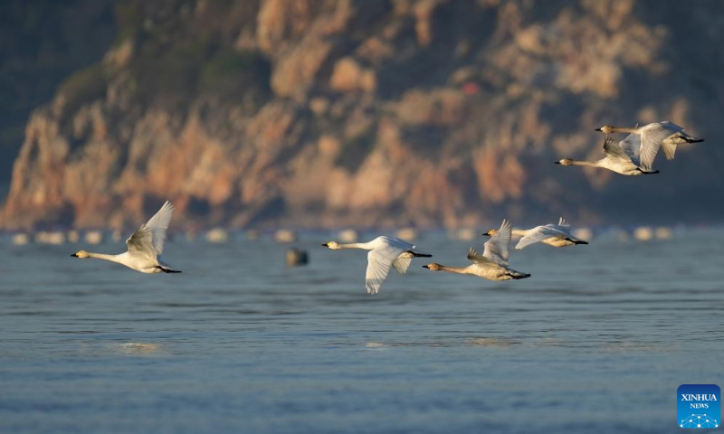 Swans fly over the Minjiang River estuary wetland in southeast China's Fujian Province, Jan. 31, 2023. Photo: Xinhua