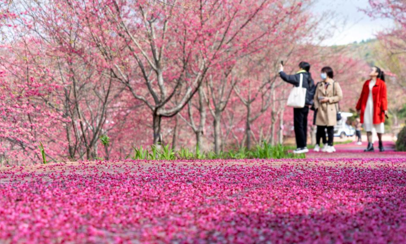 Tourists enjoy cherry blossoms at a scenic area in Nanjing County, southeast China's Fujian Province, Feb. 12, 2023. Photo: Xinhua