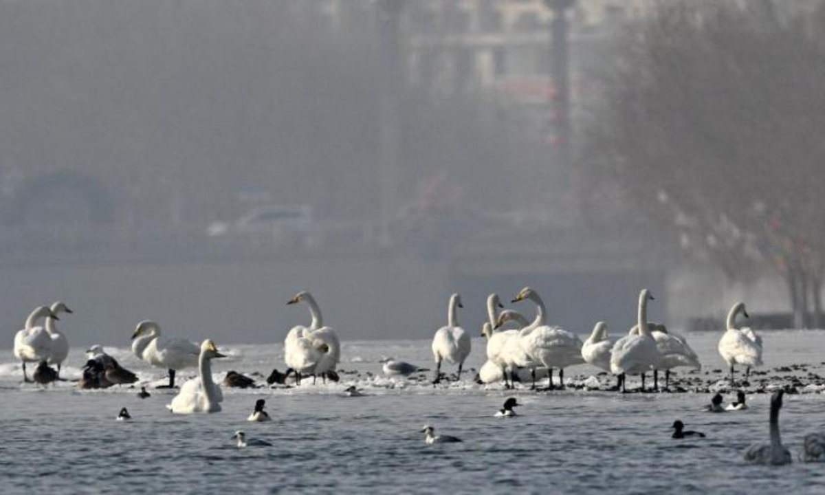 Swans play and rest on the Peacock River in Korla city, Northwest China's Xinjiang Uyghur Autonomous Region, Feb 2, 2023. Photo: China News Service 