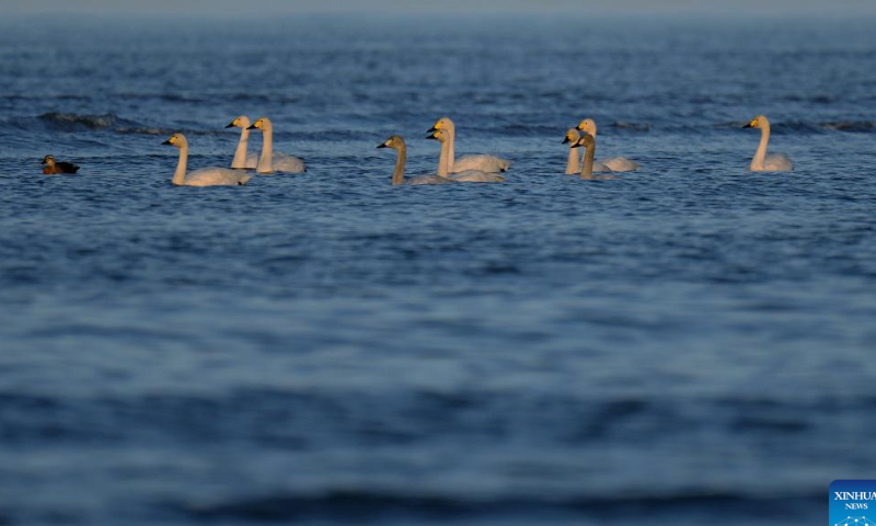 Swans forage in the Minjiang River estuary wetland in southeast China's Fujian Province, Jan. 31, 2023. Photo: Xinhua